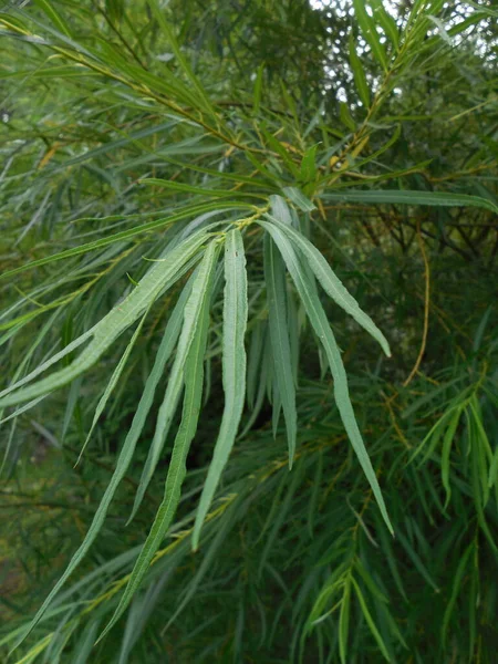 Zweig Trieb Einer Stäbchenförmigen Weide Salix Viminalis Sommer Mit Langen — Stockfoto