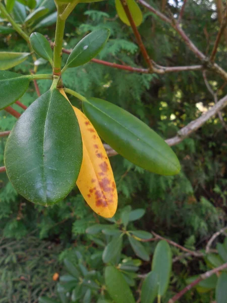 シャクナゲの茂みの黄色の古い下の葉 緑の葉の間で — ストック写真
