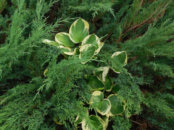 Hosta Funkia White Green Leaves Branches Shoots Low Growing Juniper — стоковое фото