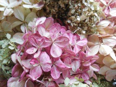 Liana Parthenocissus 'un filizlerinden ve Hydrangea paniklemesinin kuru cilt bakterilerinden (el yapımı) bir parça..