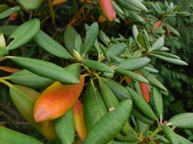 Thuja tohumları sonbaharda olgunlaştı, konilerden uçtu ve hiç bitmeyen yeşil rhododendronun yapraklarının üzerine düştü..