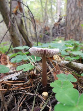 Zehirli küçük lamellar orman mantarı Mycena pura. Çam iğneleriyle orman topraklarında. Oxalis asetosella 'nın yeşil yapraklarının yanında..