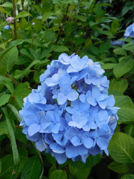 Blommande Storbladig Hortensia Hortensia Macrophylla Ljusblå Blomstã Llning Bakgrund Grã — Stockfoto