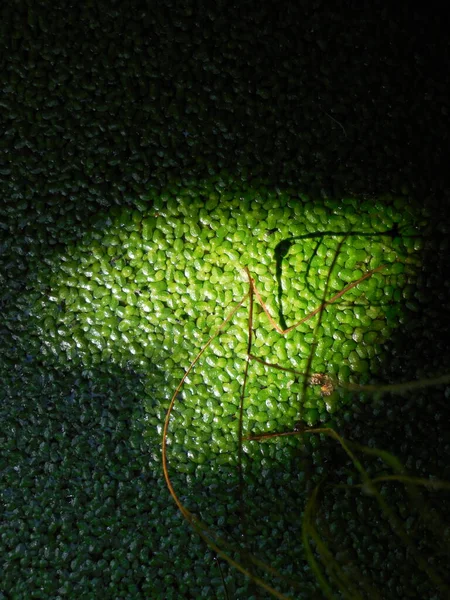 The sun\'s rays pass through the plants and form a pattern of light and shadows on the surface of the reservoir with a solid layer of green duckweed (Lemna).