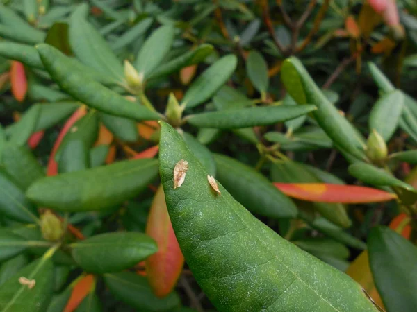 秋に種が熟し 円錐形から飛び出て常緑のシャクナゲの葉に落ちた — ストック写真