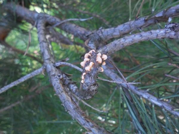 Danni Ramo Del Pino Comune Pinus Sylvestris Infezione Fungo Ruggine — Foto Stock