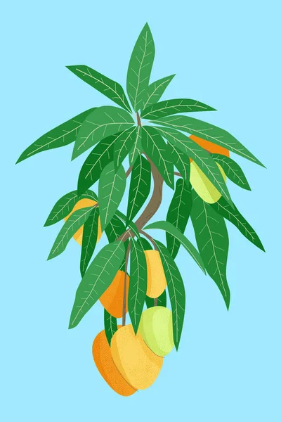 Mango Fruit Tree Branch Foetus Leaves Blue Background Hand Drawn Vector Graphics