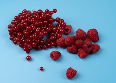 Taze kırmızı frenk üzümü ve ahududu yakın çekim görüntüsü yüksek çözünürlüklü açık mavi bir arkaplanda izole edilmiş.