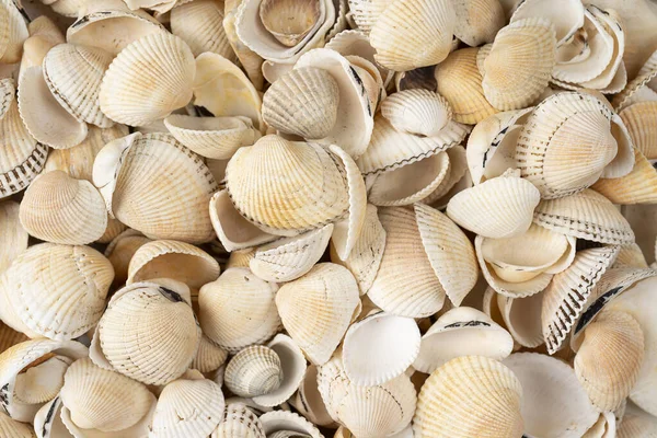 Sea Shell Background Wiele Różnych Muszli Białe Beżowe Muszle Morskie — Zdjęcie stockowe