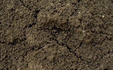 Arkaplan için çatlak zemin görüntüsü. Toprağın arka planı ve kuru toprak çatlaklarla dolu makro fotoğrafçılık. Dünya 'daki çatlakların ayrıntıları. Güneş tarafından şekillendirilmiş toprak, su yok..