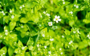 Çimen tarlası ve parlak gün çiçeğinin görüntüsü. Yeşil çimen arka planında küçük beyaz çiçekler. Arka plan veya arkaplan için yüksek çözünürlüklü yumuşak odak makrosu