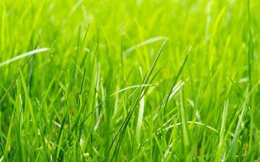 Sabah çimlerinin manzarası, taze yeşil çimen arka planı. Su damlaları ile taze, kalın çimlere yakın