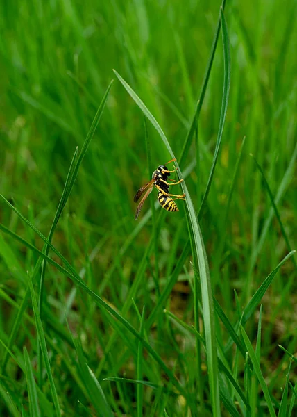 ワスプ 超マクロ写真 緑の芝生の上を歩く ワスプを閉じるの体の一部 昆虫のクローズアップ ワスプの黒い体に黄色のパターン 緑の背景 — ストック写真