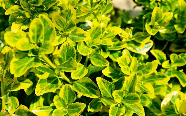 Euonymus Árvore Fuso Com Fundo Verde Amarelo Branco Das Folhas — Fotografia de Stock