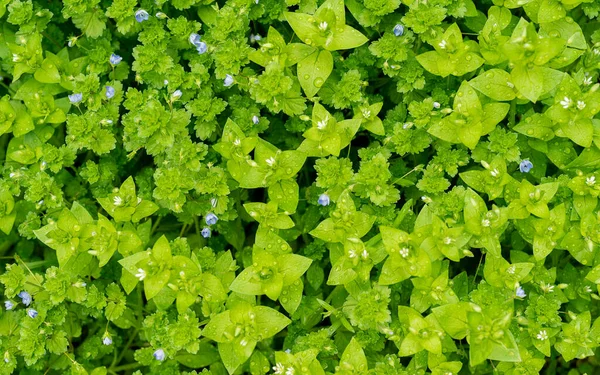 Fundo Folhas Verdes Com Pequenas Flores Azuis Papel Parede Natureza — Fotografia de Stock