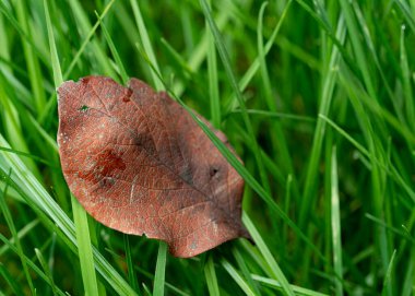 Yeşil çimenlerin üzerindeki kırmızı kuru yaprak, arka plan için taze yeşil çimenlerin üzerindeki düşen yaprakların görüntüsünü kapat