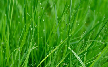 Yüksek çözünürlüklü görüntüde su damlaları ile otlak arka plan, yapraklar üzerinde taze şeffaf su damlaları