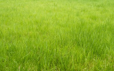 Yeşil çimen arka plan çimen yüzeyi soyut üst görüntü. Arkaplandan güzel yeşil çimen deseni, taze yeşil çimlerin yakın plan görüntüsü