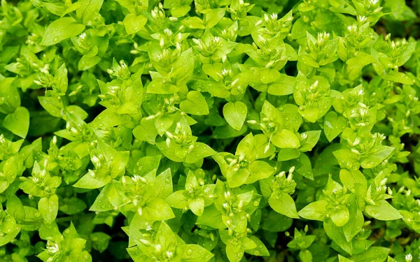 Yeşil Yaprakların Doğal Yeşil Arka Planı Çiçek Bahçesinden Renkli Bir — Stok fotoğraf