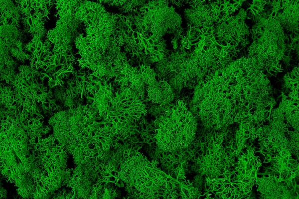 Close Green Moss Texture Background Nature Plant Moss Wall Green — Stock Fotó