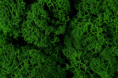 Eski ofis zemininde yeşil yosun üst görünümü kapat makro görünümü, iç dekorasyon tasarım unsurları için dekoratif yosun üst görünümü kapat