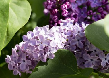 İlkbaharda açan mor leylaklar Seçici yumuşak odak, sığ alan derinliği bulanık görüntü, bahar arkaplanı parktaki bahar leylak çiçeklerini kapat