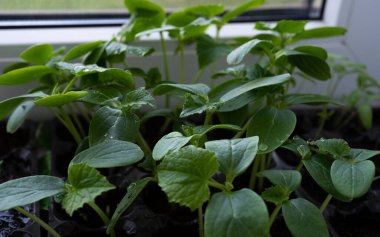 Genç taze salatalık tohumu plastik saksılarda duruyor. Serada salatalık yetiştiriyor. Salatalık tohumları ekolojik ve sağlıklı bir yaşam tarzı için evde yetişiyor.