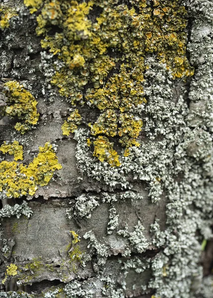 Detail Dřevěného Stolu Vlhkostí Houbami Struktura Cedrové Kůry Kůra Jehličnatého — Stock fotografie