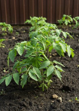 Sebze bahçesinde açık arazide taze domates yetiştiriliyor. Mutfak bahçesinde sebze yetiştiriyor.