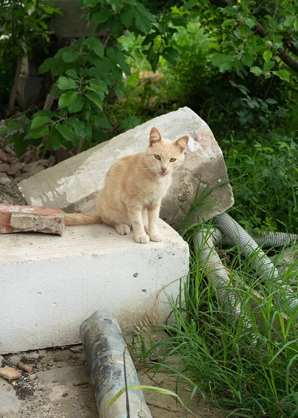 little ginger kitten sitting and watch on a camera on a obsolete bricks outdoor kitten