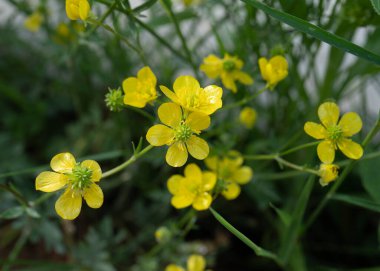 Sarı bahar çiçekleri makro yakın plan, yeşil arka planda yabani sarı bahar çiçekleri. Küçük alan derinliği