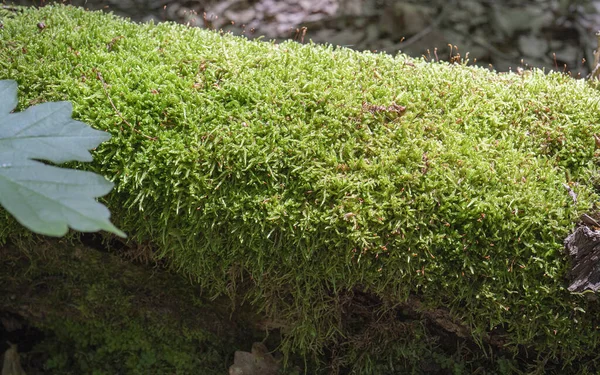 美丽的绿色苔藓在地板上 苔藓特写 墙纸用苔藓的漂亮背景 美丽的绿色苔藓在阳光下的树上 — 图库照片