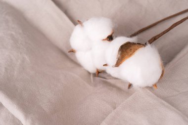 Pamuk çiçekli çiçek. Açık doğal keten arkaplan ile kopyalama alanı, kapat