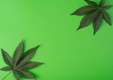 Esrar yaprakları, yeşil arka planda izole edilmiş marihuana bitkisi. Alternatif tıp. Kenevir rekreasyonu, yasallaştırma konsepti