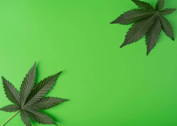 Hojas Cannabis Planta Marihuana Aislada Sobre Fondo Verde Medicina Alternativa Fotos de stock
