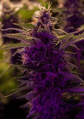 Kenevir dişi bitkisinin çiçek açma safhasında olması. Esrar bitkisi, marihuana, taze tomurcukları kaplayan beyaz üçgenler, temel olarak tıbbi kullanım için yetiştirilen bitki