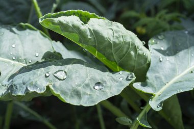 Lahana yapraklarını yağmur damlalarıyla kapatın. Dışarıdaki yatakta lahana filizleri. Ev işleri konsepti. Yağmurdan sonra çiy damlaları