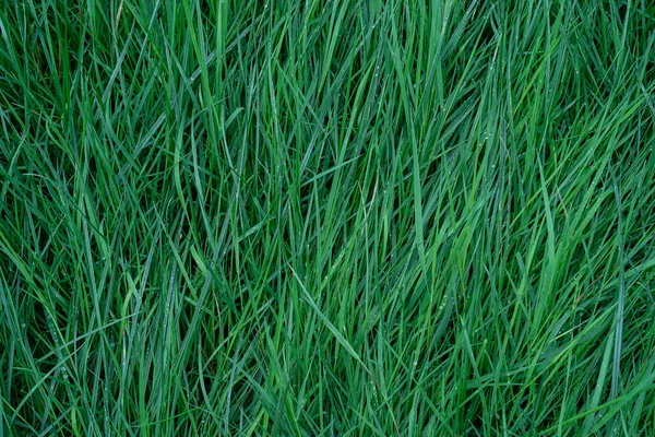 Krople Wody Zielonym Tle Trawy Zielona Trawa Tło Zbliżenie Góra — Zdjęcie stockowe