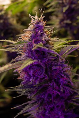 Hasattan önce Bud kenevir. Indica ve Sativa tıbbi marihuana CD 'si LED ışıkları altında. Otları yasallaştırma kavramları