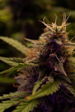 Yapraklarla kaplı marihuana konilerinin makro fotoğrafları. Kenevir fabrikası yakın, üst görünüm, LED ışıkların renklendirilmiş