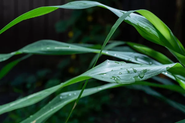 Капли Воды Зеленый Лист Капли Воды Травяной Лист Сезон Дождей — стоковое фото