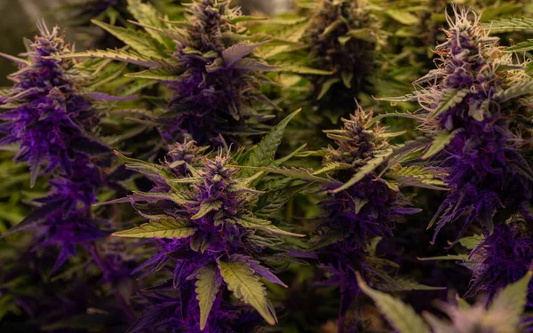 꽃봉오리는 하우스 가지고 마리화나를 재배하고 의학적 목적으로 사용하는 잡초를 합법화하는 스톡 사진