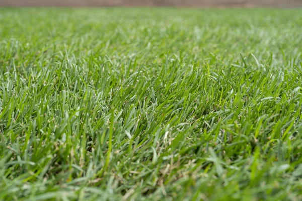 Green Grass Natural Background Texture Close Green Lawn Image Fresh — Stockfoto