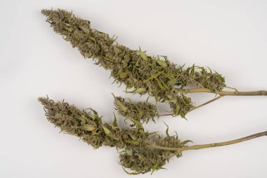 Beyaz masa üzerinde mor marihuana tomurcukları. Kurumuş marihuana tomurcukları görüntü depoluyor. Beyaz arka plan fotoğrafında kurumuş kenevir yaprakları.
