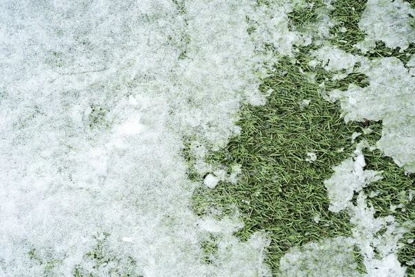 Close up snow on the grass texture for background. textured grass fall snow
