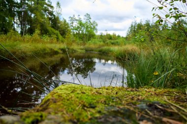 Ormanda paslı motoru olan bir araba.