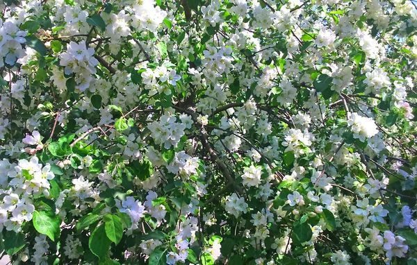 Cherry blossoms over blurred nature background. Spring flowers — Stock Photo, Image