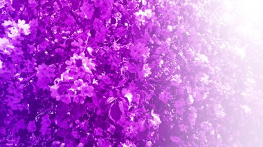 Kiraz çiçekleri bulanık doğa arka plan üzerinde. Bahar çiçekleri. 