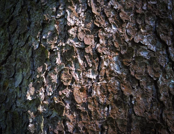 Stromová kůra, strom fotografii, kterou kůra, kůra Foto, lesní stromové kůry, stromu t — Stock fotografie