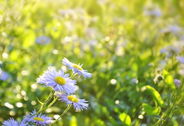 Papatya çiçeği tarlası. 